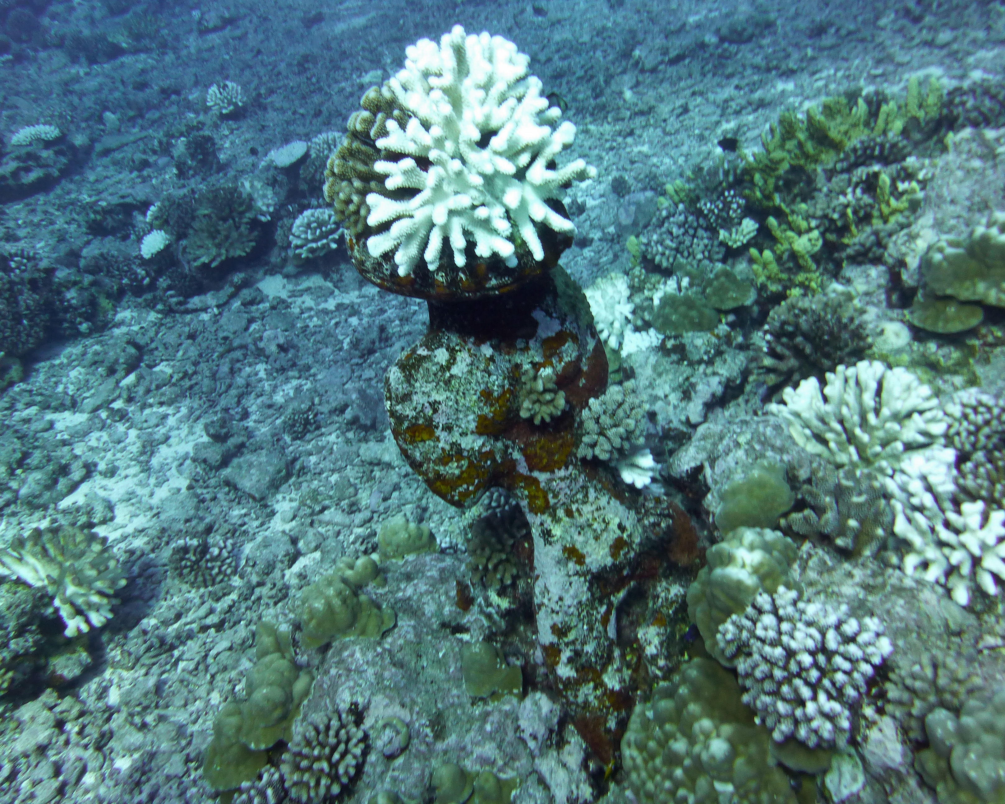 Tiki statue with coral growing on head, Mo'orea 2019.
